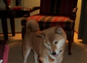 开云下载-开拓者末节带走凯尔特人，杰伦·格林成为关键先生