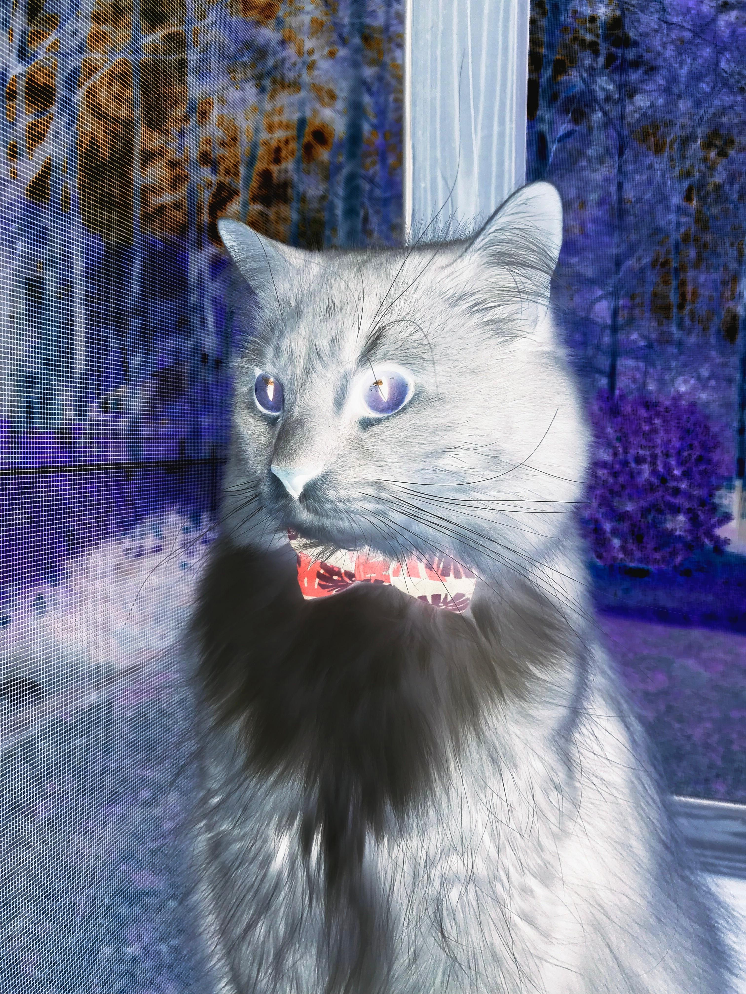 劳塔罗一肩扛起潘帕斯雄鹰—喀麦隆对阵洪都拉斯背后的领袖故事