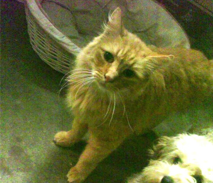 从南美到欧洲的双重奏，巴拉圭的逆转基因与维尼修斯的欧冠接管时刻