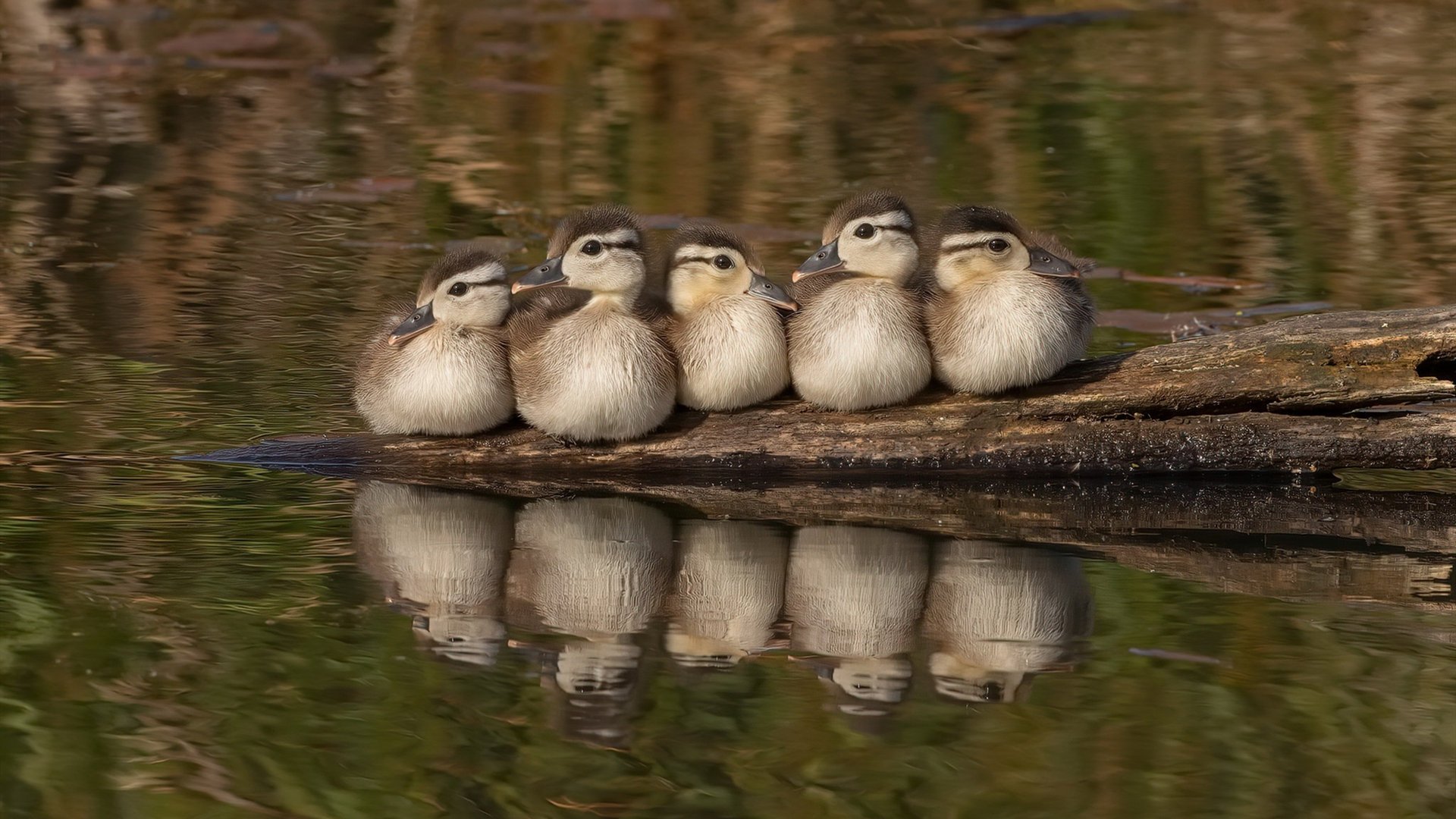步行者血拼公牛，范弗利特末节封神，关键先生如何改写比赛剧本